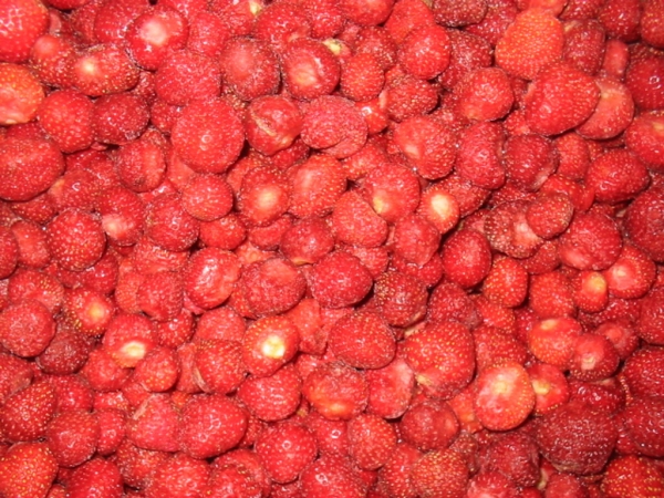 IQF Erdbeeren