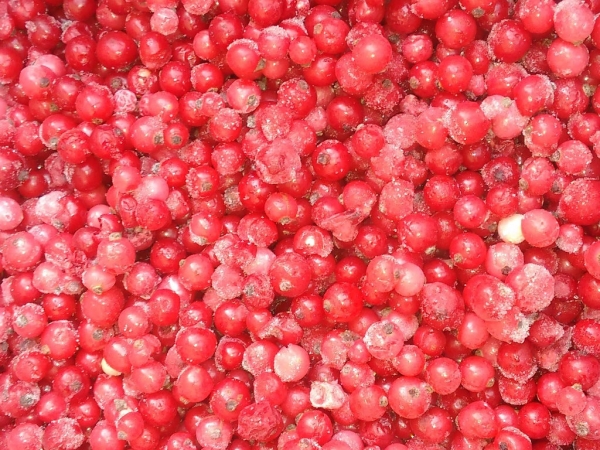 IQF Red Currant